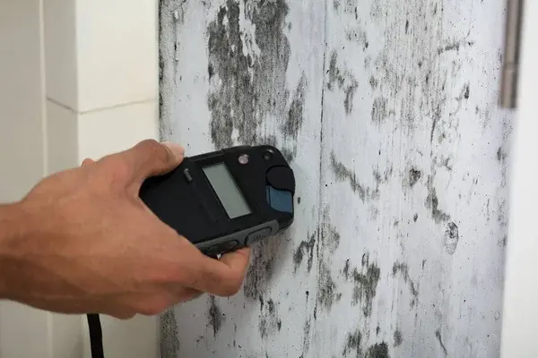 mold detection